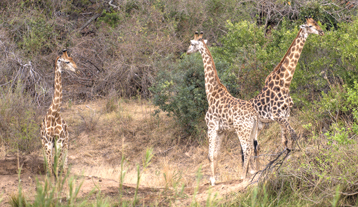 Two adult giraffes